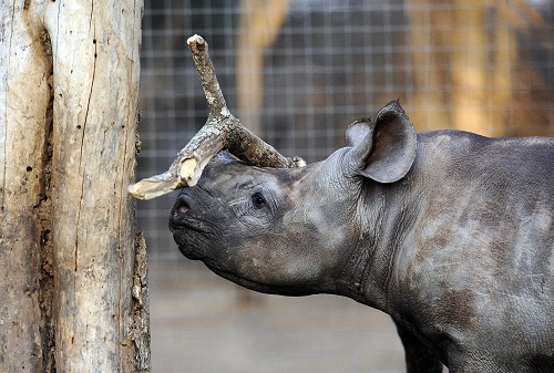 Rhino_orphans