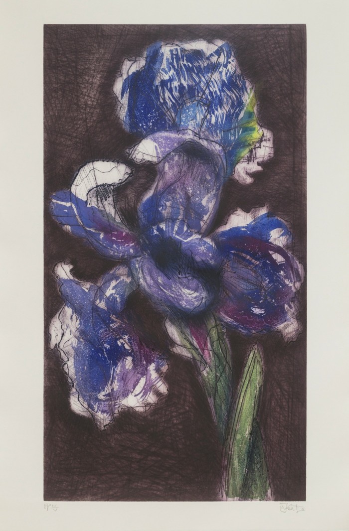 William-Kentridge-Dutch-iris-1992-1997.-Etching-and-aquatint-123-x-805-cm.-Private-collection