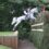 Polo International Horse Trials