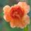Time to smell the roses with GardenShop FloraFarm’s 2016 Rose Show