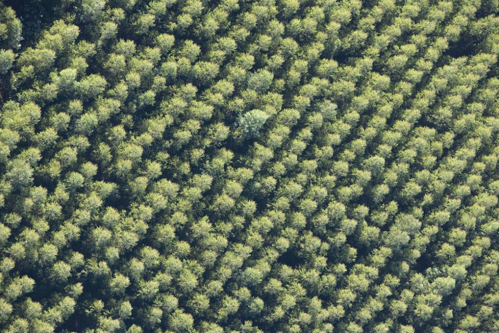 600 million sustainably farmed trees 