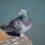 Bringing Pest Bird Control To The South African DIY Market
