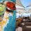 Bubbly & Oysters on Fridays at Radisson Blu Hotel Waterfront.
