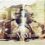 M & M: Moreira Chonguica & Manu Dibango nominated for a South African Music Award
