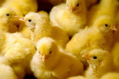 POULTRY - The first week of life is key