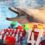 Celebrating A Very Special Dolphin