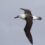 David Allan to give insightful talk on KwaZulu-Natal seabirds at Crocworld Conservation Centre