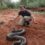 Herpetologist will share snakebite research on Durban’s most venomous species