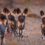 Unique conservation opportunity with Tintswalo Lapalala to help the collar of the Wild Dogs of the Waterberg