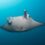 Local manta ray expert encourages South Africa to celebrate first-ever World Manta Day in September