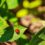 Encourage wildlife in your garden