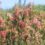 High level environmental initiative gains traction