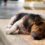 Appeal to help feed animals in need this festive period