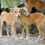 Bravecto helps animal welfare organisations through far-reaching #BravectoCares campaign