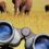 Kosher Safari Tour Packages