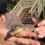 7 reasons the Crocworld Conservation Centre Membership is an ideal Christmas gift!