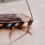 Johannesburg pest control