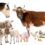 Shop Animal Supplements Online In South Africa From Camelus