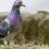 Title: Boosting Performance and Health: The Benefits of Pigeon Supplements for Racing Pigeons