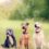 Dog Supplements: A Guide to Joint Health for Your Furry Friend