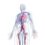 Learn More About Vascular Surgeons And The Conditions They Treat