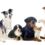 Exploring the Benefits and Risks of Dog Supplements: Are They Really Necessary for Optimal Canine Health?