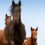 How to Evaluate the Effectiveness of Horse Supplements