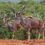 Kirkwood Wildsfees auction marks revival of game industry