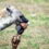 Don’t Be Distracted by the Hyena With A Giraffe Leg