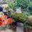 Tree Felling Centurion Emerges as the Premier Choice for Expert Tree Services in Centurion