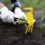 Beautifying Centurion One Garden at a Time