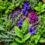 Herbal Supplements vs. Prescription Medications for Erectile Dysfunction: A Comparison