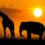 The Beauty of Africa With Kosher Safari Tours