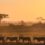 Kosher Safaris for an Unforgettable Experience