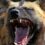 African Hunts and Hunting Lodges
