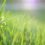 Keep Your Garden Looking Pristine With the Right Equipment