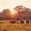 The Best Kosher Safari Experiences for Your Next Adventure