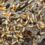 Silent Destroyers: Critical Warning Signs of Termite Activity in Johannesburg Homes