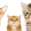 Better Feeding for Happy Cats