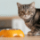 Choosing the Best Cat Food for Healthy Pets