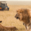 Planning a Kosher Safari in Africa