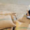 How Food Suppliers Keep the Chain Moving