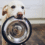 Choosing the Right Dog Food for a Healthy, Happy Pet