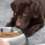 Feeding Dogs the Right Way for Better Health and Energy