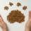 Finding the Right Food for Your Pets at Home