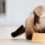 Cat Food for a Healthy and Happy Pet