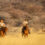 Leeuwfontein Safaris Launches German Website for European Guests