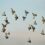 Eco Smart Pest Control Publishes Guide on Why Urban Birds Keep Returning to Johannesburg Properties