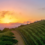 Paarl Property: A Practical Guide to Buying a Home in the Cape Winelands