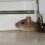 Eco Smart Pest Control Publishes Rat Prevention Guide for Property Managers of Multi-Unit Buildings in Johannesburg
